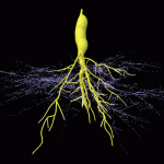 Mycorrhizal root animation